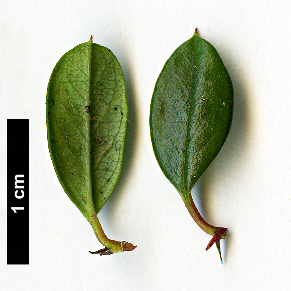 High resolution image: Family: Rosaceae - Genus: Cotoneaster - Taxon: lidjiangensis